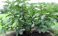Chicago Cold Hardy Fig Tree - 5 Gallon Pot -Green Haven Sales Fig Chicago Cold Hardy 1