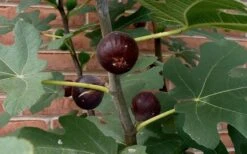 Chicago Cold Hardy Fig Tree - 5 Gallon Pot -Green Haven Sales Fig Chicago Cold Hardy