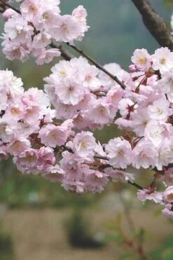 Autumnalis Fall Blooming Cherry Tree - 5 Gallon Pot -Green Haven Sales Floweriong Cherry Autumnalis 2