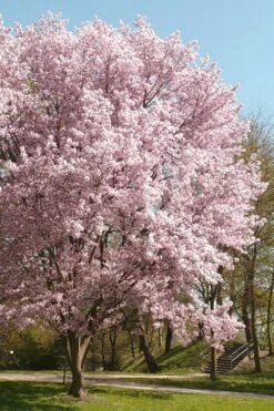 Autumnalis Fall Blooming Cherry Tree - 5 Gallon Pot -Green Haven Sales Floweriong Cherry Autumnalis 3