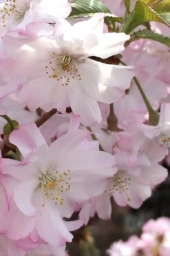 Autumnalis Fall Blooming Cherry Tree - 5 Gallon Pot