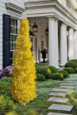 Sky Tower Ginkgo Maidenhair Tree (Male) - 5 Gallon Pot -Green Haven Sales Ginkgo Sky Tower 1