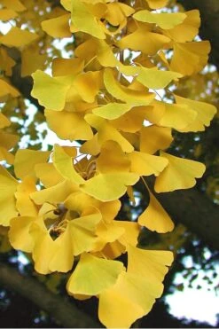 Sky Tower Ginkgo Maidenhair Tree (Male) - 5 Gallon Pot -Green Haven Sales Ginkgo Sky Tower 2