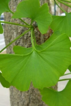 Sky Tower Ginkgo Maidenhair Tree (Male) - 5 Gallon Pot -Green Haven Sales Ginkgo Tree 11