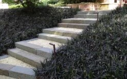 Black Mondo Grass (Ophiopogon Planiscapus 'Nigrescens') - 5 Pack Of Quart Pots 10 Black Mondo Grass (Ophiopogon Planiscapus 'Nigrescens') - 5 Pack Of Quart Pots -Green Haven Sales Grass Mondo Black