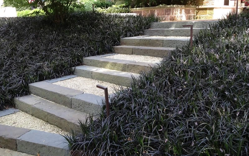 Black Mondo Grass (Ophiopogon Planiscapus 'Nigrescens') - 5 Pack Of Quart Pots 4 Black Mondo Grass (Ophiopogon Planiscapus 'Nigrescens') - 5 Pack Of Quart Pots - Image 4