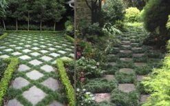 Kyoto Super Dwarf Mondo Grass - 3 Pack Of Pint Pots -Green Haven Sales Grass Mondo Super Dwarf Combo