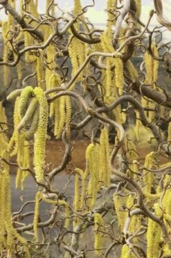Harry Lauder's Walking Stick - Corylus Avellana 'Contorta' - 5 Gallon Pot -Green Haven Sales Harry Lauder Walking Stick 11