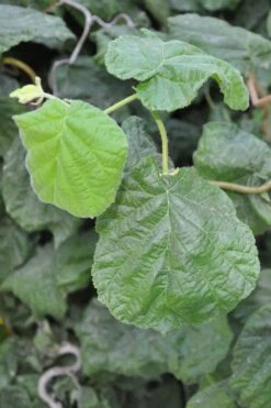 Harry Lauder's Walking Stick - Corylus Avellana 'Contorta' - 5 Gallon Pot -Green Haven Sales Harry Lauder Walking Stick 12