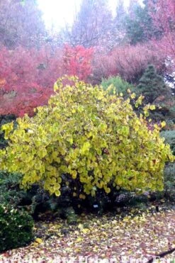 Harry Lauder's Walking Stick - Corylus Avellana 'Contorta' - 5 Gallon Pot -Green Haven Sales Harry Lauder Walking Stick 15