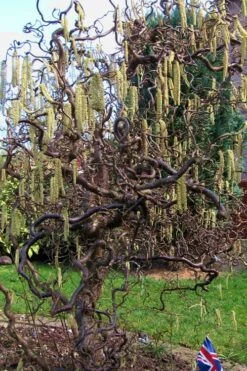 Harry Lauder's Walking Stick - Corylus Avellana 'Contorta' - 5 Gallon Pot -Green Haven Sales Harry Lauder Walking Stick 16