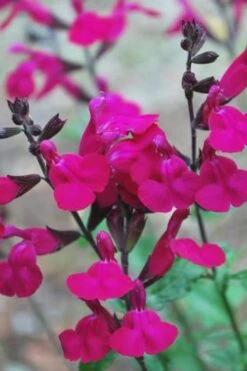 Heatwave Brilliance Salvia (Sage) - 1 Gallon Pot -Green Haven Sales Heatwave Brilliance Salvia 500x750 1
