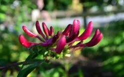Peaches & Cream Fragrant Honeysuckle - Lonicera Periclymenum - 5 Gallon Pot -Green Haven Sales Honeysuckle Peaches And Cream 10