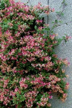 Peaches & Cream Fragrant Honeysuckle - Lonicera Periclymenum - 5 Gallon Pot -Green Haven Sales Honeysuckle Peaches And Cream 12