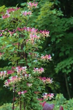 Peaches & Cream Fragrant Honeysuckle - Lonicera Periclymenum - 5 Gallon Pot -Green Haven Sales Honeysuckle Peaches And Cream 13