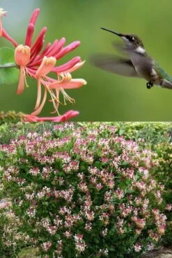 Peaches & Cream Fragrant Honeysuckle - Lonicera Periclymenum - 5 Gallon Pot -Green Haven Sales Honeysuckle Peaches And Cream 2 500x750 1