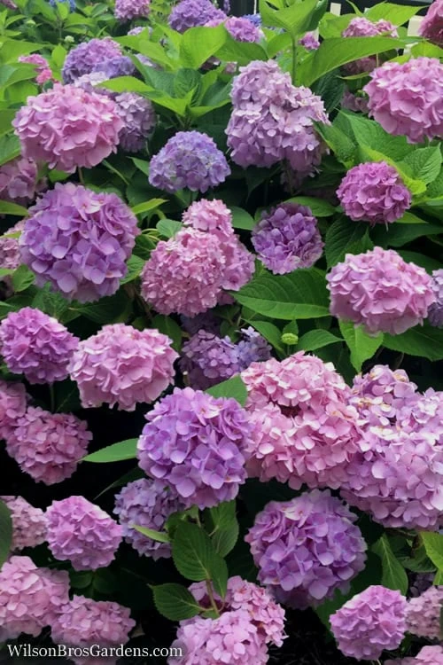All Summer Beauty Hydrangea - 3 Gallon Pot 4 All Summer Beauty Hydrangea - 3 Gallon Pot - Image 4