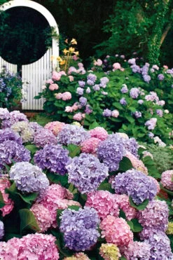 All Summer Beauty Hydrangea - 3 Gallon Pot 11 All Summer Beauty Hydrangea - 3 Gallon Pot -Green Haven Sales Hydrangea All Summer Beauty 2