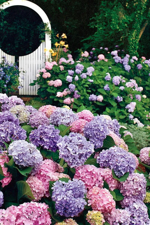 All Summer Beauty Hydrangea - 3 Gallon Pot 6 All Summer Beauty Hydrangea - 3 Gallon Pot - Image 6