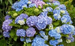 All Summer Beauty Hydrangea - 3 Gallon Pot 10 All Summer Beauty Hydrangea - 3 Gallon Pot -Green Haven Sales Hydrangea All Summer Beauty 4