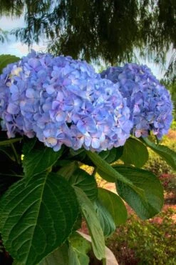 Big Daddy Hydrangea - 3 Gallon Pot -Green Haven Sales Hydrangea Big Daddy 500x750 1