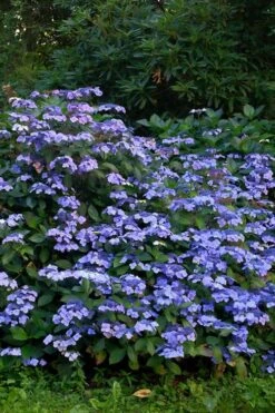 Blue Wave Lacecap Hydrangea - 3 Gallon Pot -Green Haven Sales Hydrangea Blue Wave 1