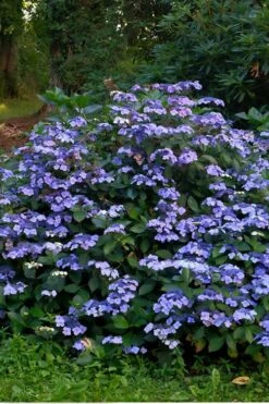 Blue Wave Lacecap Hydrangea - 3 Gallon Pot -Green Haven Sales Hydrangea Blue Wave 3