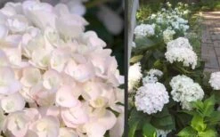 Blushing Bride Endless Summer Hydrangea - 3 Gallon Pot -Green Haven Sales Hydrangea Blushing Bride 1