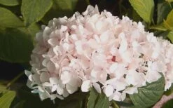 Blushing Bride Endless Summer Hydrangea - 3 Gallon Pot -Green Haven Sales Hydrangea Blushing Bride 2 1