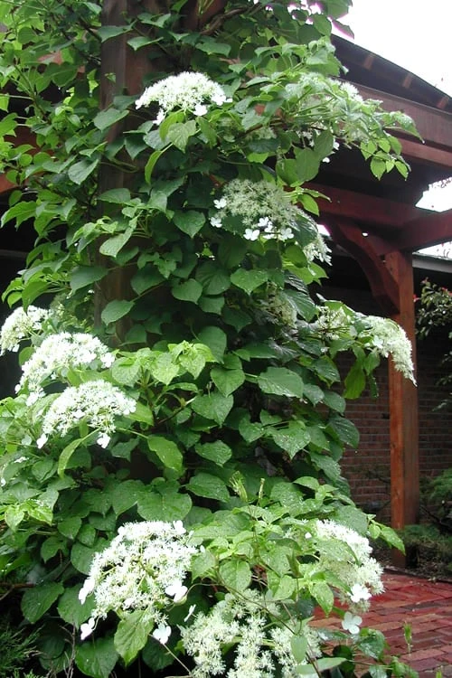 Climbing Hydrangea 'Petiolaris' - 2 Gallon Pot 8 Climbing Hydrangea 'Petiolaris' - 2 Gallon Pot - Image 8