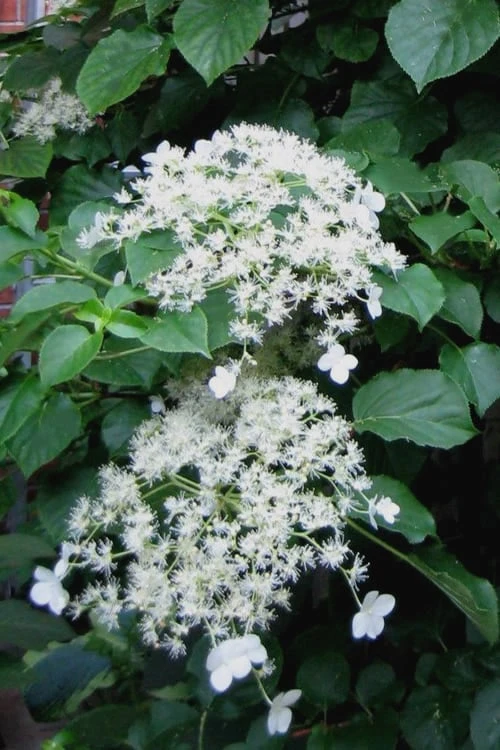 Climbing Hydrangea 'Petiolaris' - 2 Gallon Pot 1 Climbing Hydrangea 'Petiolaris' - 2 Gallon Pot