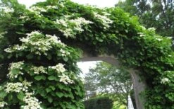 Climbing Hydrangea 'Petiolaris' - 2 Gallon Pot 19 Climbing Hydrangea 'Petiolaris' - 2 Gallon Pot -Green Haven Sales Hydrangea Climbing Petiolaris 13