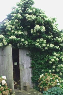 Climbing Hydrangea 'Petiolaris' - 2 Gallon Pot 14 Climbing Hydrangea 'Petiolaris' - 2 Gallon Pot -Green Haven Sales Hydrangea Climbing Petiolaris 15