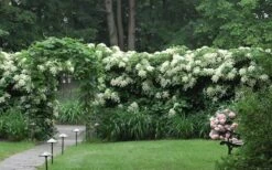 Climbing Hydrangea 'Petiolaris' - 2 Gallon Pot 20 Climbing Hydrangea 'Petiolaris' - 2 Gallon Pot -Green Haven Sales Hydrangea Climbing Petiolaris 16