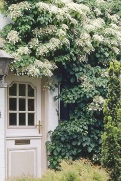 Climbing Hydrangea 'Petiolaris' - 2 Gallon Pot 15 Climbing Hydrangea 'Petiolaris' - 2 Gallon Pot -Green Haven Sales Hydrangea Climbing Petiolaris 17