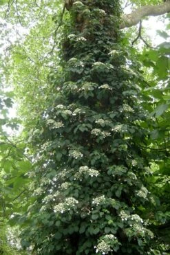 Climbing Hydrangea 'Petiolaris' - 2 Gallon Pot 16 Climbing Hydrangea 'Petiolaris' - 2 Gallon Pot -Green Haven Sales Hydrangea Climbing Petiolaris 8