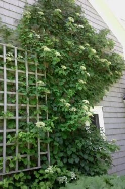 Climbing Hydrangea 'Petiolaris' - 2 Gallon Pot 21 Climbing Hydrangea 'Petiolaris' - 2 Gallon Pot -Green Haven Sales Hydrangea Climbing Petiolaris 9