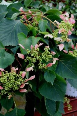 Rose Sensation Pink Climbing Hydrangea Vine - 1 Gallon Pot -Green Haven Sales Hydrangea Climbing Rose Sensation 2