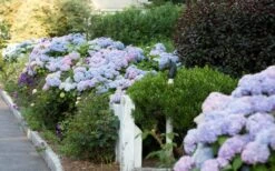 Dear Dolores Hydrangea - 2 Gallon Pot -Green Haven Sales Hydrangea Dear Dolores Garden Planting