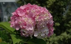 Dear Dolores Hydrangea - 2 Gallon Pot -Green Haven Sales Hydrangea Dear Dolores Pink