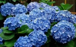Glory Blue Hydrangea - 3 Gallon Pot -Green Haven Sales Hydrangea Glory Blue 11