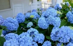 Nikko Blue Hydrangea - 2 Gallon Pot 10 Nikko Blue Hydrangea - 2 Gallon Pot -Green Haven Sales Hydrangea Glory Blue Shrub 2 1