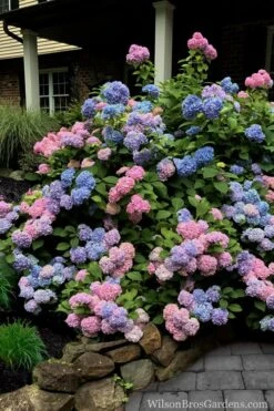 L.A. Dreamin Hydrangea - 3 Gallon Pot -Green Haven Sales Hydrangea LA Dreamin 5