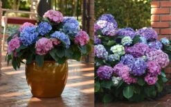 L.A. Dreamin Hydrangea - 3 Gallon Pot -Green Haven Sales Hydrangea LA Dreamin Blooms 2