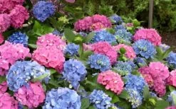 L.A. Dreamin Hydrangea - 3 Gallon Pot -Green Haven Sales Hydrangea LA Dreamin Blooms