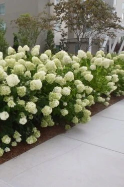 Limelight PeeGee Hydrangea - 6 Pack Of 1 Gallon Pots -Green Haven Sales Hydrangea Limelight 20