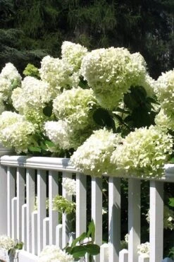 Limelight PeeGee Hydrangea - 6 Pack Of 1 Gallon Pots -Green Haven Sales Hydrangea Limelight 21