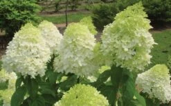 Limelight PeeGee Hydrangea - 6 Pack Of 1 Gallon Pots -Green Haven Sales Hydrangea Limelight Flowers