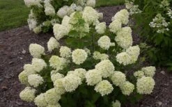 Little Lime Hydrangea - 3 Gallon Pot -Green Haven Sales Hydrangea Little Lime 1