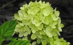 Little Lime Hydrangea - 3 Gallon Pot -Green Haven Sales Hydrangea Little Lime